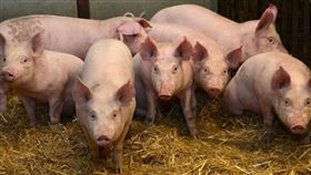 愛丁堡大學歷史悠久的羅斯林研究所發表過可望抵抗非洲豬瘟的豬隻報告，科學家改編養殖豬基因，以類似於疣豬身上能夠挺過非洲豬瘟感染的相關基因。（圖／翻攝自ed.ac.uk/roslin）