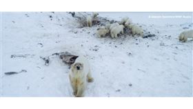 環保人士和當地居民表示，由於北極海冰消褪，致使56頭北極熊因無法在冰上活動而聚集在俄羅斯北部一處偏遠村莊外圍，居民特地設置一處餵食點，希望能防止北極熊進村。