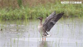 雁鴨,華江雁鴨季,台北,過冬　產業局提供