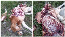 台東牛慘遭肢解，王浩原提供