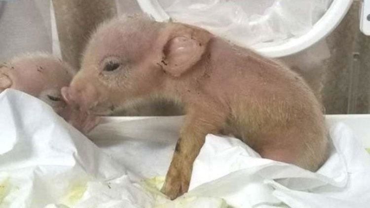 全球首隻「猴豬混種」…出世一周慘死