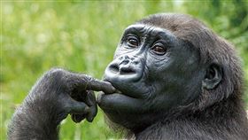 北市動物園為金剛猩猩辦婚禮（2）荷蘭中部靈長類動物園雌性金剛猩猩Irlki（圖）來台，將與台北市立動物園的雄性金剛猩猩「迪亞哥」共組家庭，8日動物園還特別舉辦婚禮。（台北市動物園提供）中央社記者梁珮綺傳真　108年12月8日