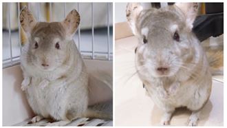 「龍貓」走出電影了！超萌飼養方式曝