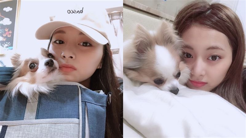 周子瑜成首投族！母親曝女兒返台主因