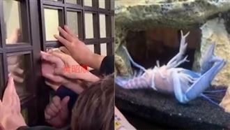 小龍蝦自夾爆紅　網驚呼：「玉珍蝦」