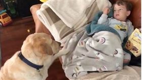 澳洲,拉不拉多犬,餅乾,撒嬌,社群媒體。（圖／翻攝自theblondebondteam IG）
