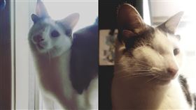 寵物,貓,萌,可愛,澳洲,獨一無二,獨眼貓（圖／翻攝自Instagram @frank_n_kitten）