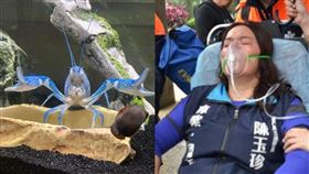 龍蝦,陳玉珍,黃昭順,夾手,螯蝦