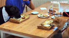 柯文哲,動保處,台北市動物保護處,2019台北寵物節,毛孩友善聖誕城
▲（圖／翻攝自北市府官網）