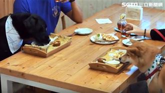 毛孩爸媽看過來！這天必衝友善聖誕城