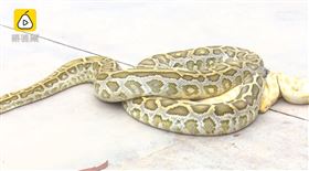 小蛇,黃金蟒,蟒蛇,寵物,食物(圖/翻攝自梨視頻)