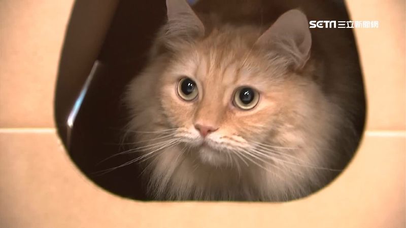 貓奴快看！蔡英文募款推「總統貓邸」