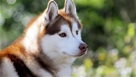 加拿大,哈士奇,郊狼,車禍,野生動物（示意圖/翻攝自PIXABAY)