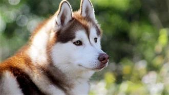 頒布禁養大型犬　北京爆寵物安樂死潮