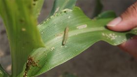 秋行軍蟲金門現蹤金門地區每年秋季高粱契作面積約1900-2000公頃，目前正是高粱幼苗期，但官嶼劃測段等超過120頃農地發現秋行軍蟲行蹤，農民31日展示爬行中的幼蟲。中央社記者黃慧敏攝  108年7月31日