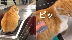 橘貓趴在地鐵閘門的感應處上。（圖／翻攝自抖音用戶「@itsukikobayashi」）