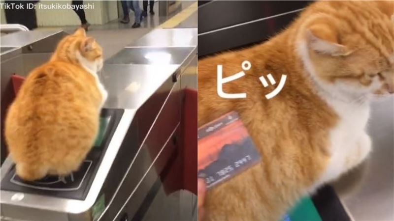 橘貓趴在地鐵閘門！路人嗶卡成功通關