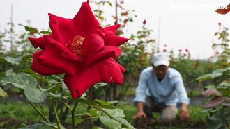 無毒玫瑰花入菜！竟能做成「肉燥飯」