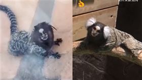 （圖／翻攝自微博）巴西,南美洲,人面猴,白耳狨猴