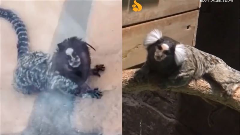 這是什麼鬼？網驚見「人面獸」嚇壞了