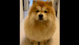 鬆獅犬,體型,太壯,嚇人,社區大樓,主委,搬走,毛孩,爆怨公社