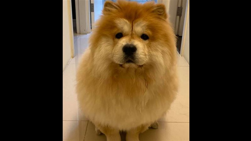 牽鬆獅進出　大樓主委怒禁走：太壯了