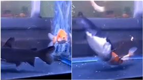 鯉魚少一尾！他看監視器揭「生吞真相」…網驚：有這麼餓嗎（圖／翻攝自爆廢公社二館）