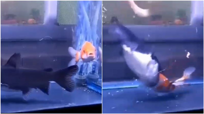 鯉魚憑空消失！他目睹生吞畫面傻眼了