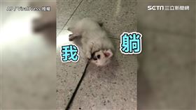 ▲Shabu堅持不要出門散步。（圖／AP／ViralPress授權）