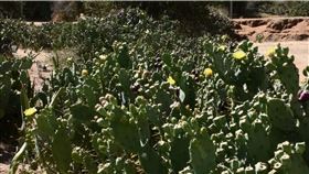 （圖／翻攝自Graham R. Fox YouTube）肯亞,魔鬼仙人掌,失控