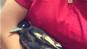 澳洲,鳥類,生化實驗,智商,批踢踢（圖／翻攝臉書）