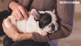 名家/愛你寵物網（勿用）