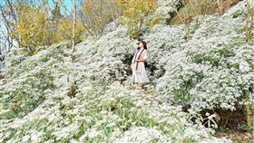 沐心園休閒農場,白雪木,karenfaith_chiang授權使用,Pierrehuang授權使用