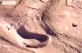 肺魚,非洲,魚干,神仙,離水