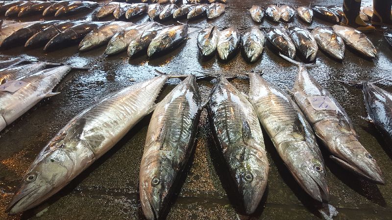 冷氣團來襲　澎湖土魠魚現蹤大有斬獲