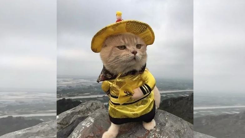 明朝根本貓的天下！皇帝樂當剷屎官！