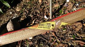 符咒,果園,樹下,草蓆,毛,驅邪,法寶,草龍,法器,鍾魁