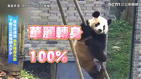 ▲華麗大轉身。（圖／AP／Storyful 授權）