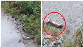 毒蛇躲在草叢內攻擊！他拿鐮刀手一揮　「蛇頭」當場噴飛（圖／翻攝自臉書）
