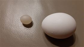 蛋中蛋,舍利子,半透明,打蛋,反蠕動型痙攣,雞蛋