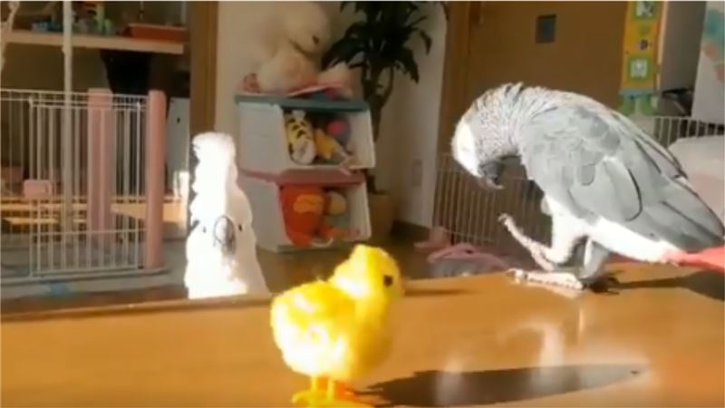 這是什麼鳥？巴丹鸚鵡嚇到秒躲桌下