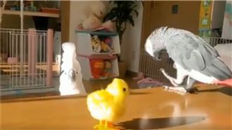 這是什麼鳥？巴丹鸚鵡嚇到秒躲桌下