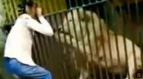 飼育員餵肉！手遭獅子咬血肉模糊　40秒往死裡拖畫面曝光（圖／翻攝自）