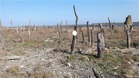 彰化縣,漂流光座標,裝置藝術,南投林管處,提供漂流木(圖/福興鄉公所提供)中央社