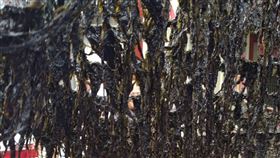  金門縣,水產試驗所,紫菜,購買,當季新鮮(圖/金門縣水試所提供)中央社