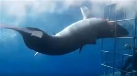 大白鯊慘死（圖／翻攝自Arturo Islas Allende臉書