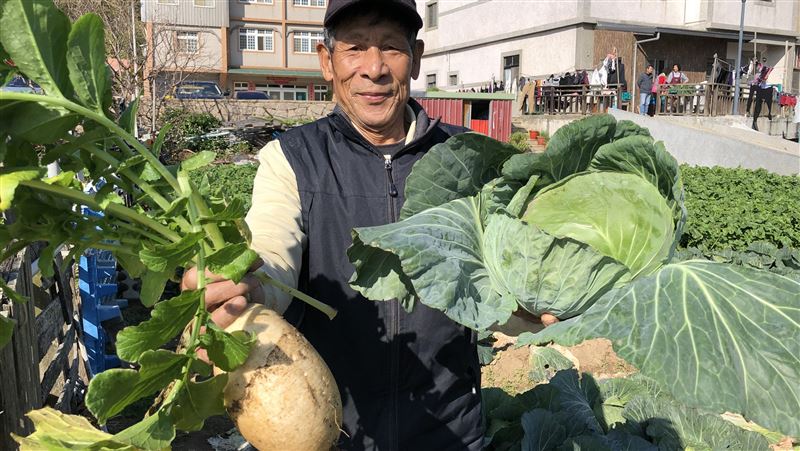 馬祖蔬菜三寶採收　高麗菜蘿蔔品質佳