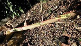 草龍,法蓆,草蓆（圖／翻攝自爆料公社）