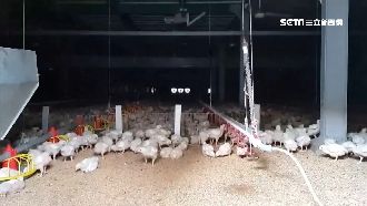 樂樂養雞場終撤照　居民發豆花慶賀
