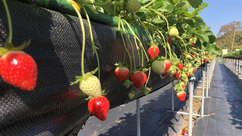 大湖草莓救援品種　甜度可達16度
